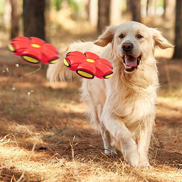 Jumping Boomerang Bal