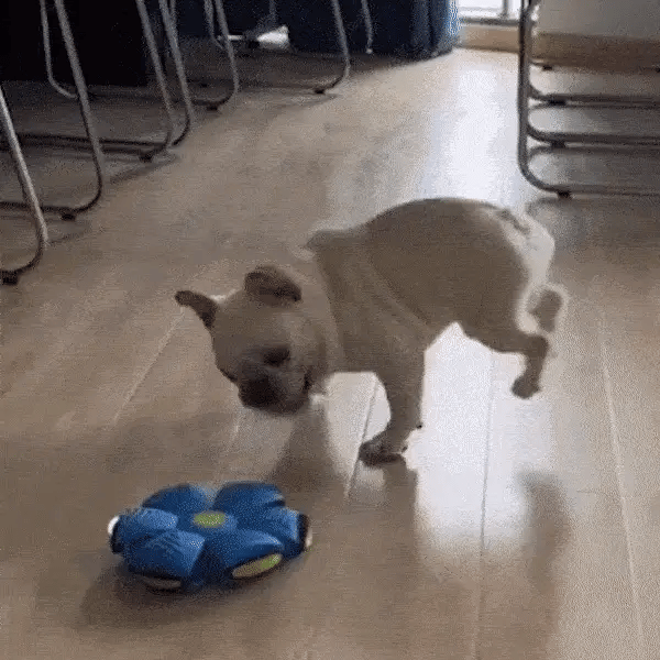 Jumping Boomerang Bal